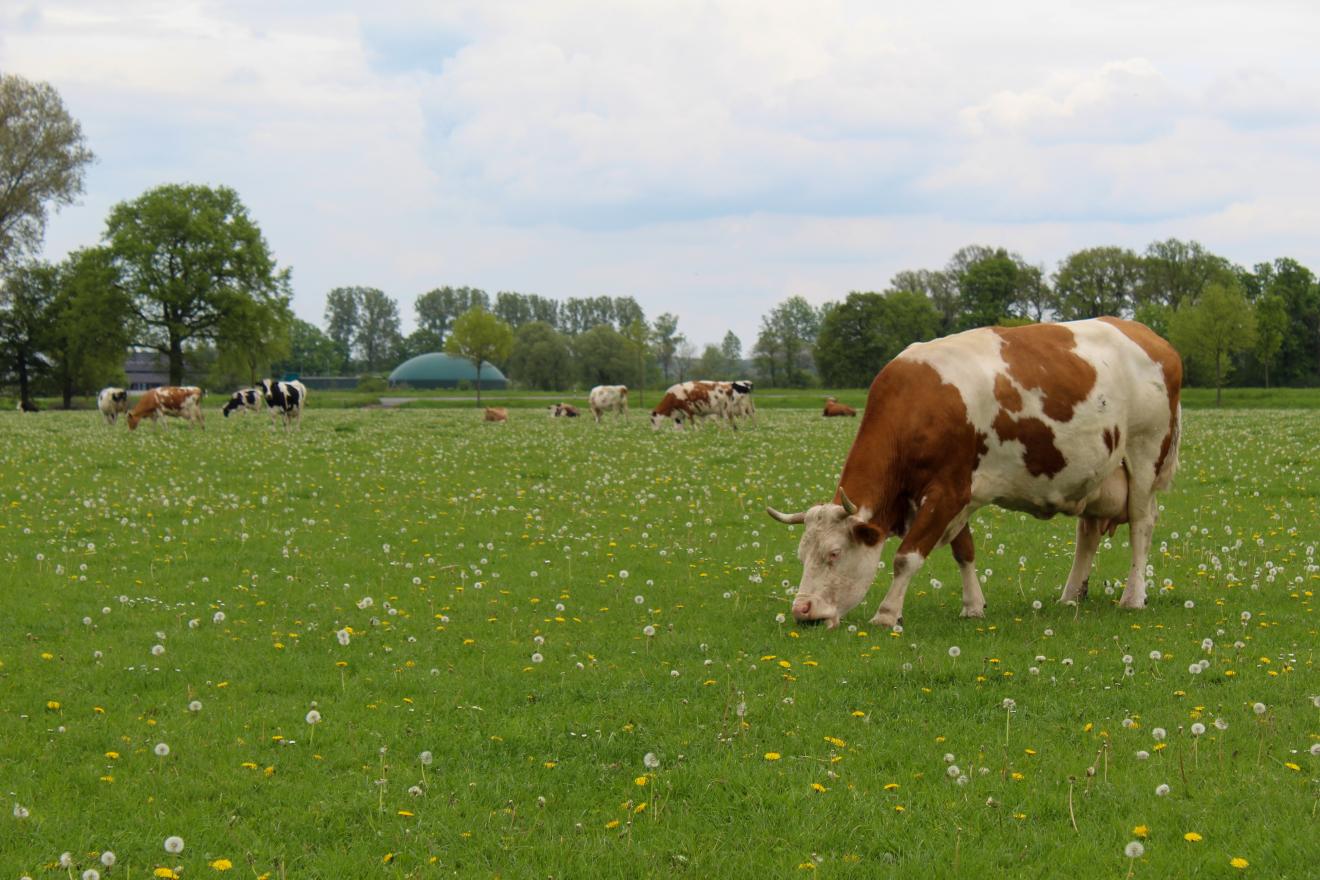 Kuh auf Feld