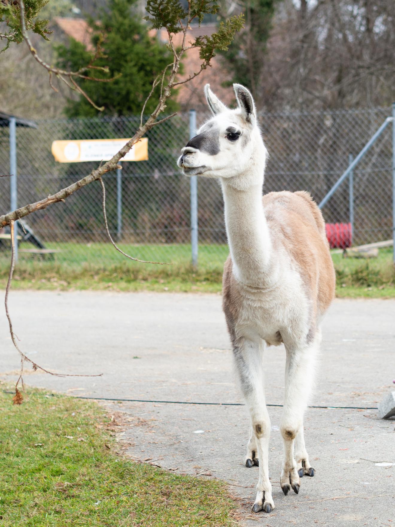 Freiheit Lama