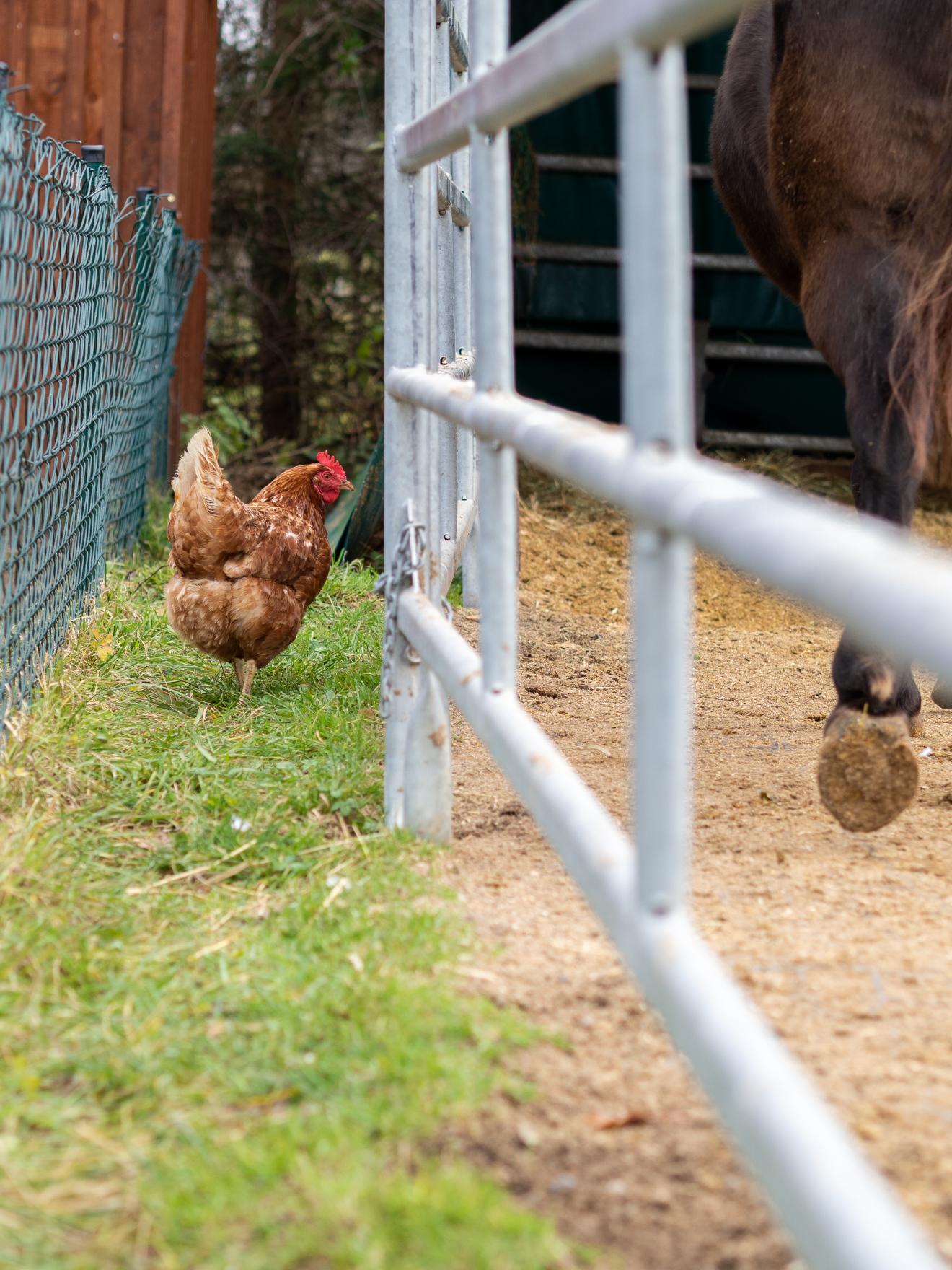 Freiheit Huhn