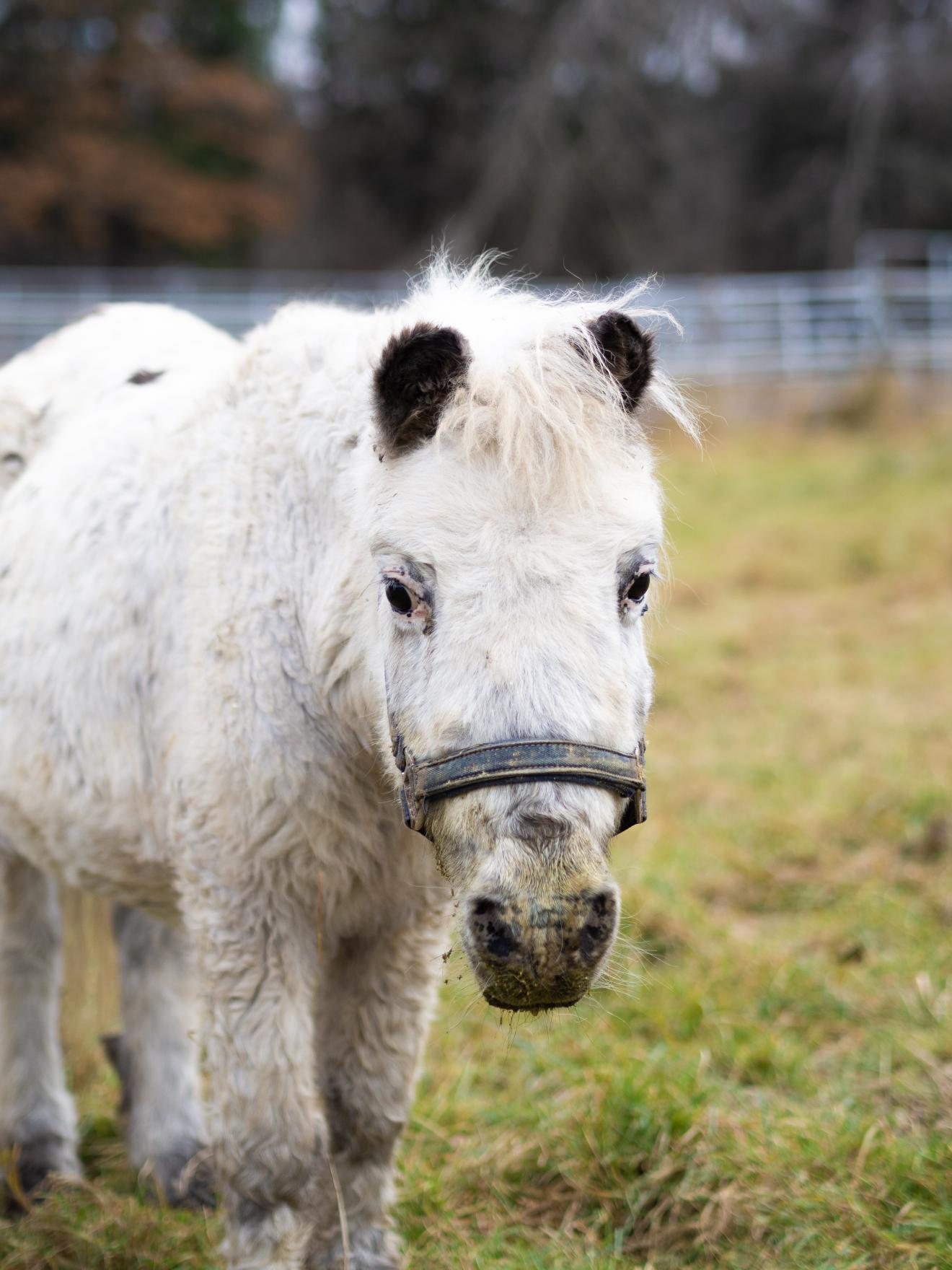 Altes Pony