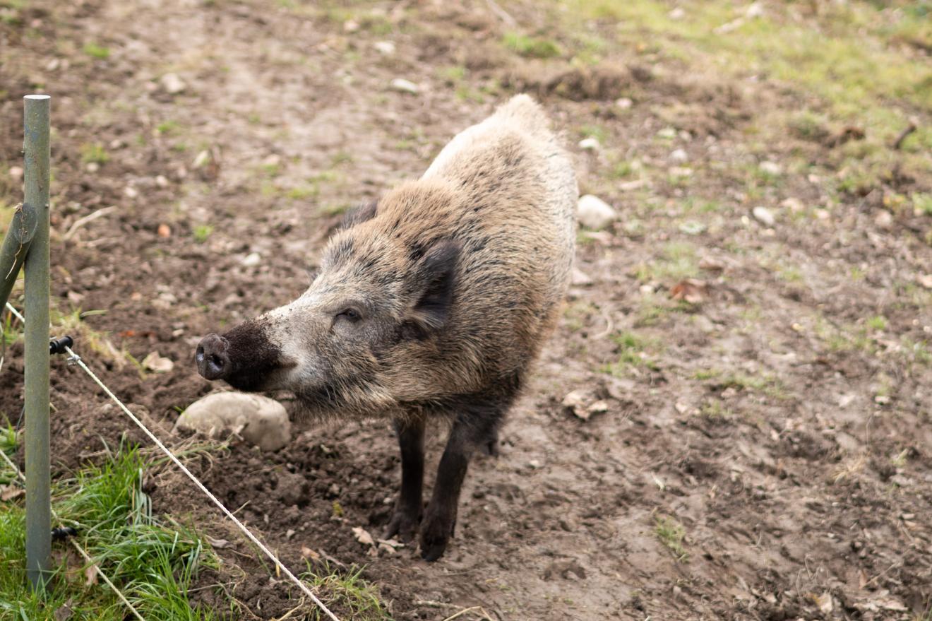 Freiheit_Wildschwein