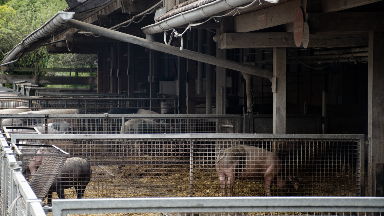 Zwei kleine Schweine im Schweine-Maststall 