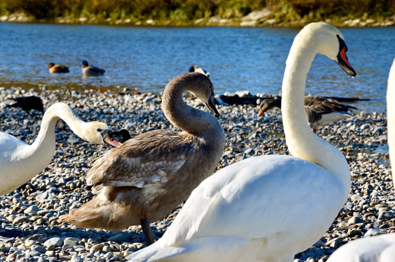 Schwäne am Ufer