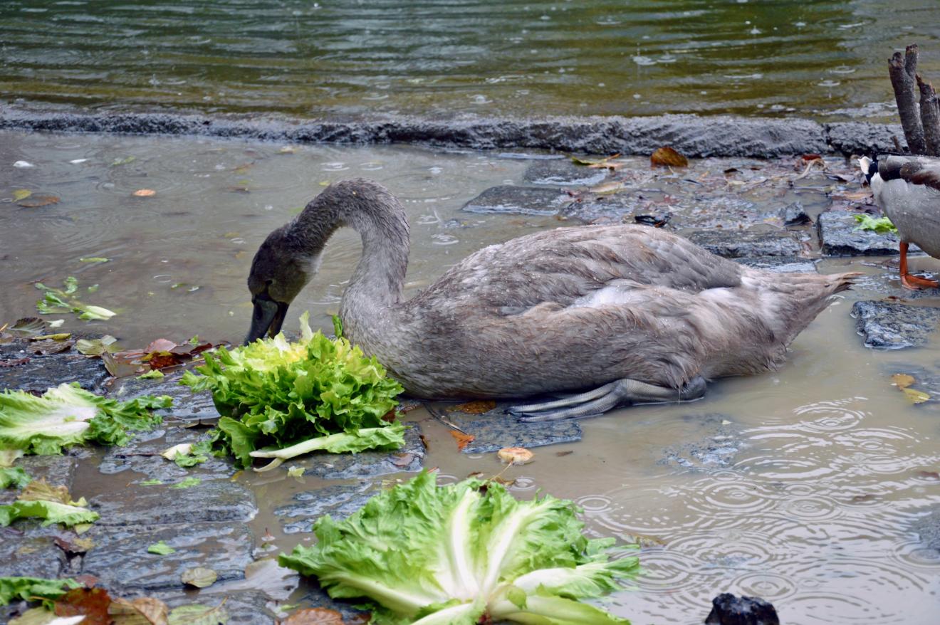 Schwan im Teich mit Salatkopf