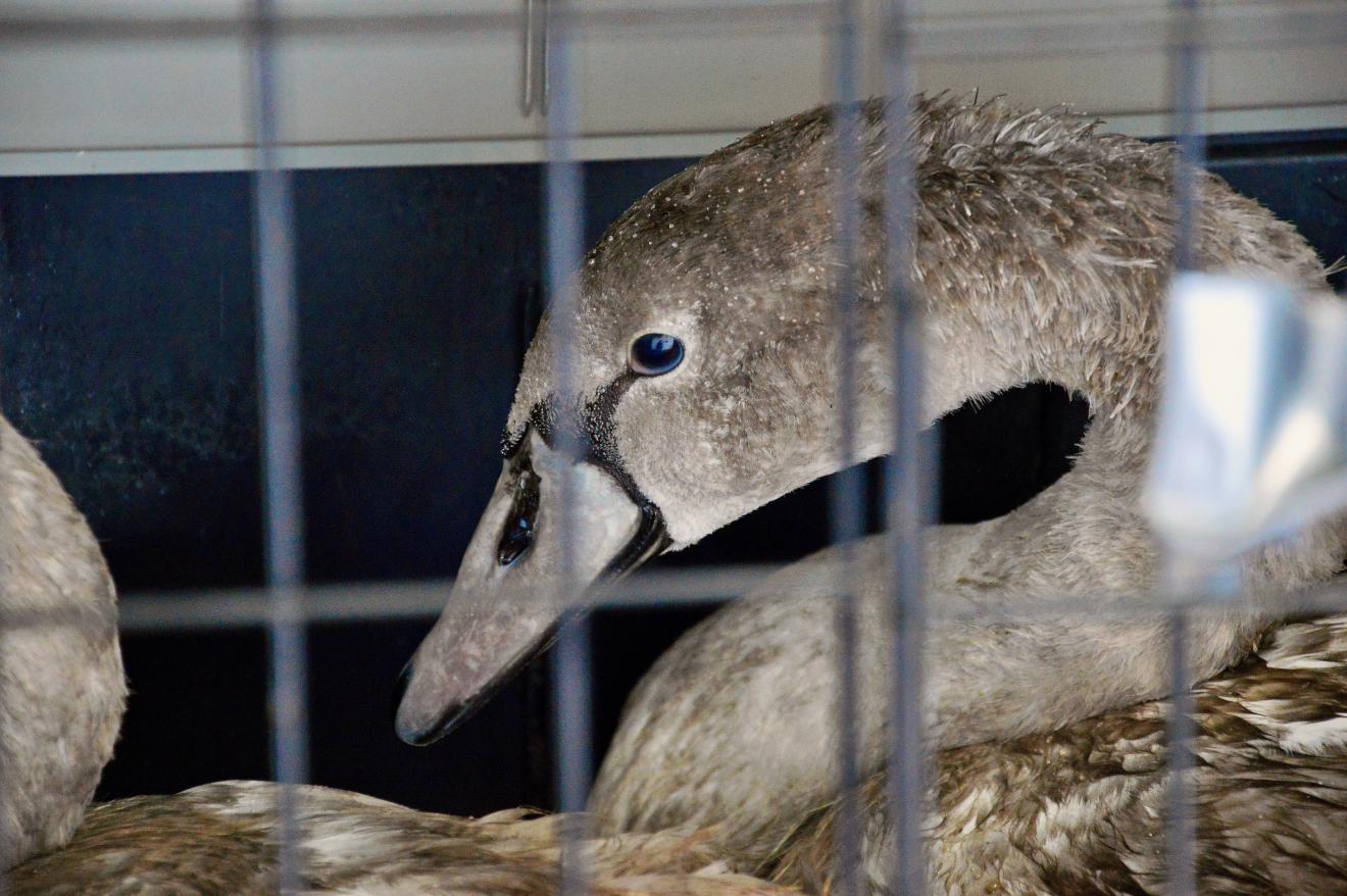 Schwan in Transportbox