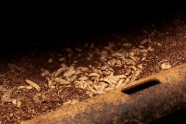 Bild mit Fliegenlarven