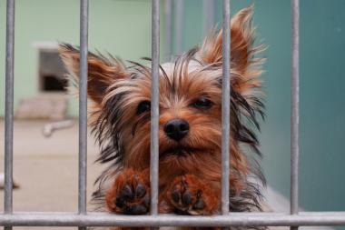 Kleiner Hund stützt sich mit seinen Pfoten am Zaun des Tierheimes ab und schaut heraus