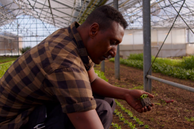 Ein Klient erntet Feldsalat.
