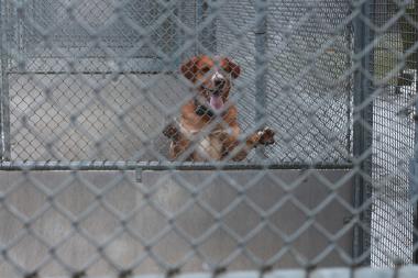 Ein Hund, der in einem Zwinger Männchen macht
