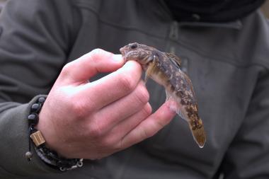 Salvatore mit einer Schwarzmeergrundel