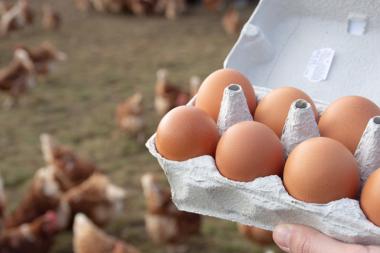 Eierverpackung vor Hühnern