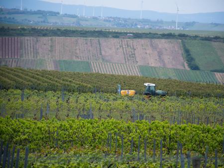 Weinanbau in Deutschland