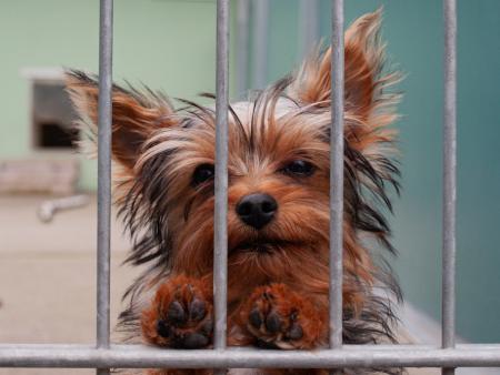 Kleiner Hund stützt sich mit seinen Pfoten am Zaun des Tierheimes ab und schaut heraus