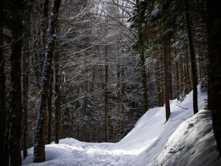 Bild eines schneebedeckten Waldes